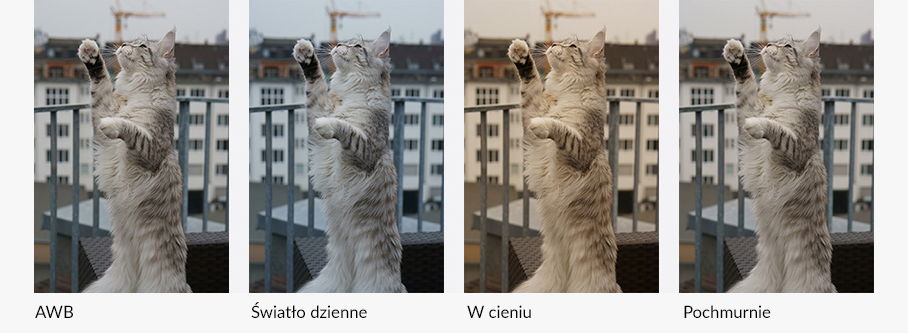 Kotki